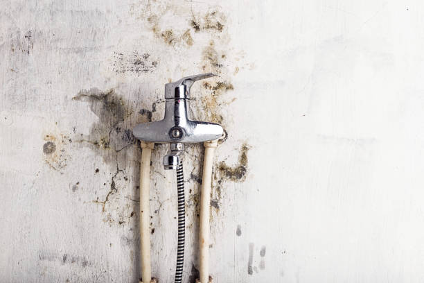 Professional Mold Removal in Union City, CA