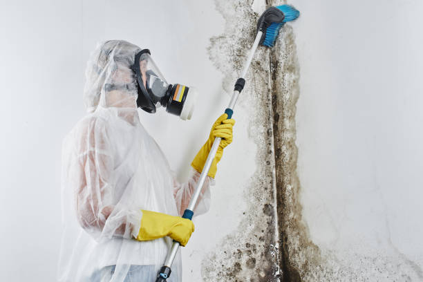 Best Fast Mold Removal  in Union City, CA