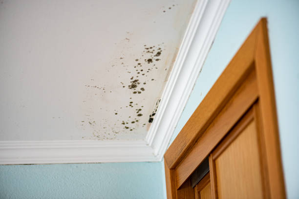 Best Emergency Mold Removal  in Union City, CA