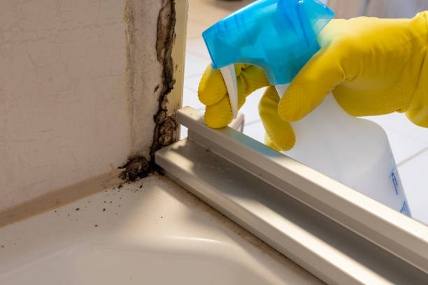Best Attic Mold Removal  in Union City, CA