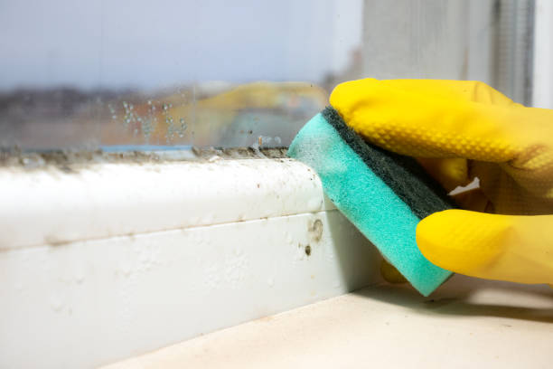Best Office Mold Removal Services  in Union City, CA