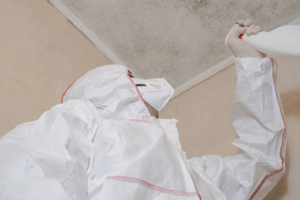 Mold Removal Process in Union City, CA