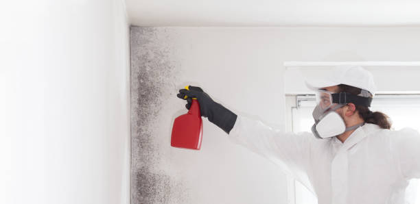 Best Mold Damage Repair  in Union City, CA
