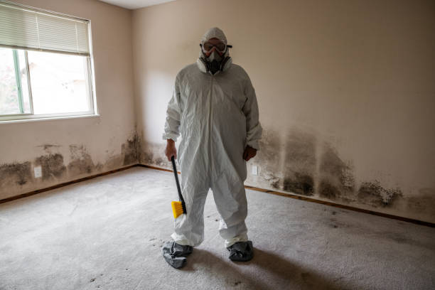 Best Mold Removal and Inspection  in Union City, CA