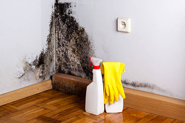 Home Mold Removal in Union City, CA