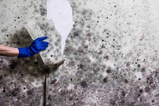 Best Affordable Mold Removal  in Union City, CA